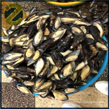 Frozen recooked blue mussels meat half shell